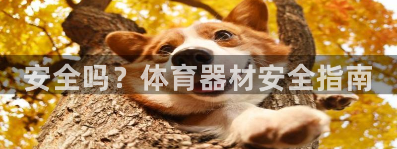 杏鑫天下的微信名字好吗：安全吗？体育器材安全指南