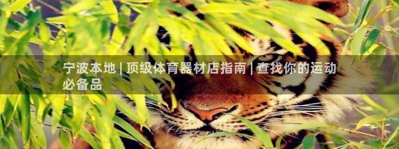 杏鑫娱乐软件下载：宁波本地 | 顶级体育器材店指南 